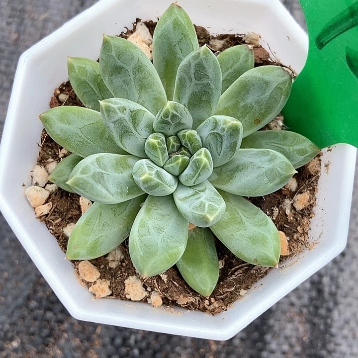 多肉植物雨花石1923