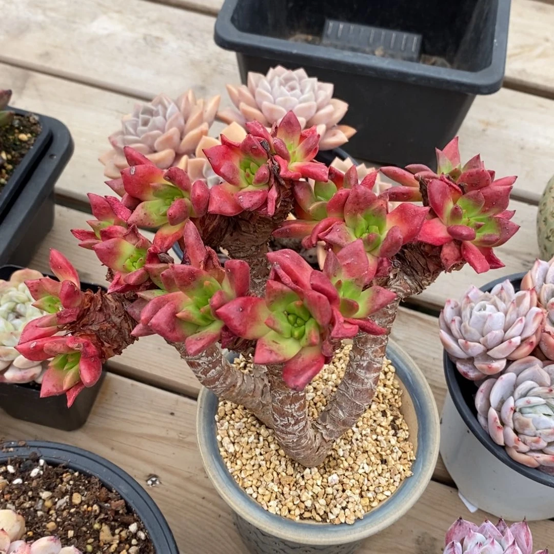 健健康康快快乐乐满38包邮多肉