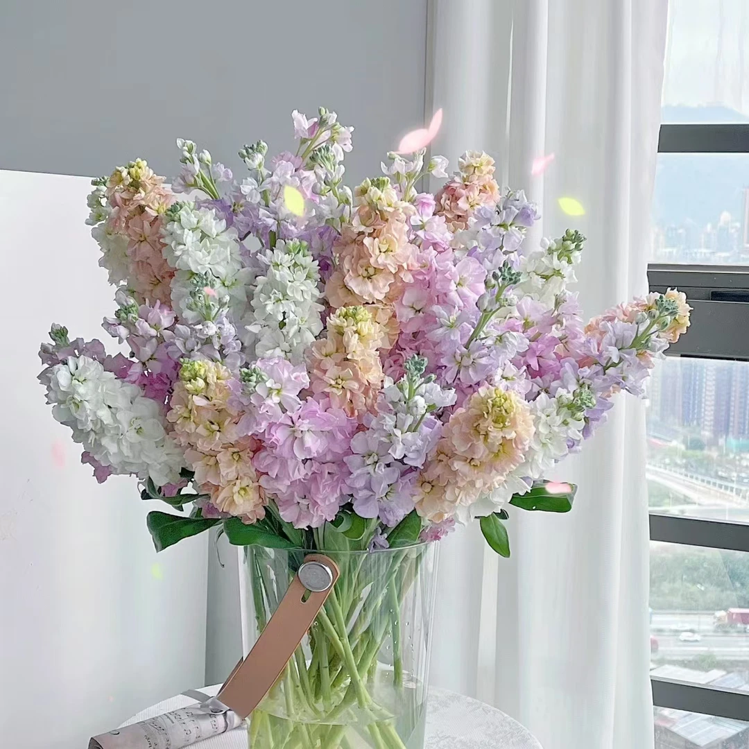 【紫罗兰AK】随机色重瓣紫罗兰2把保2色 |任意满两单鲜花包邮