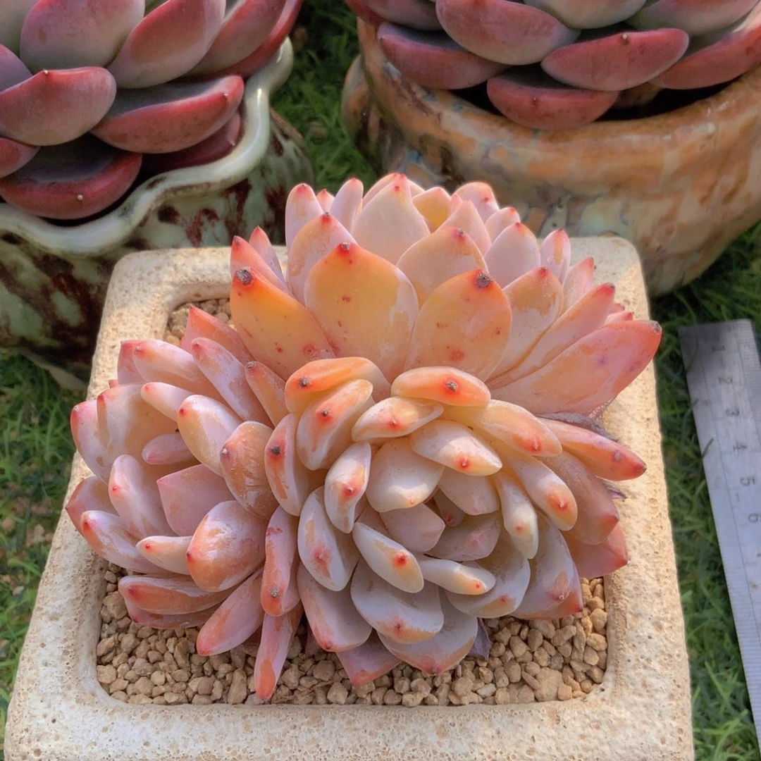 可****子雪天使一颗3头