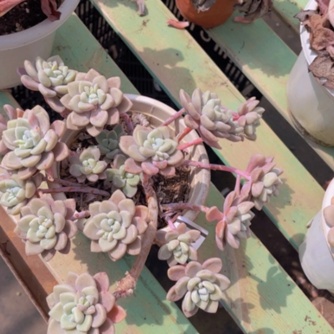 【闪购商品】克洛伊1677