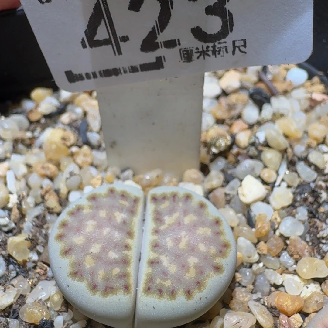 Ssss精品生石花423蓝饼