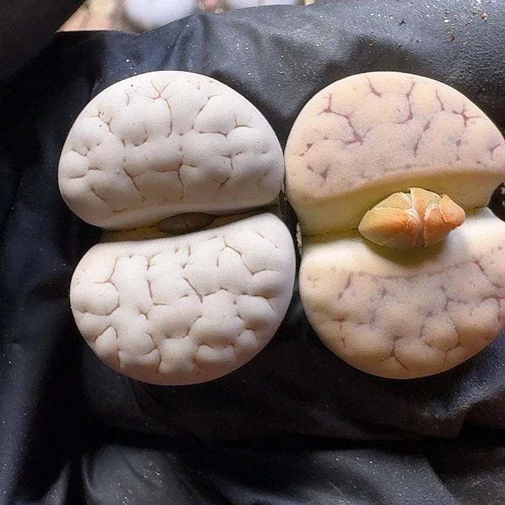 生石花1111111。 105