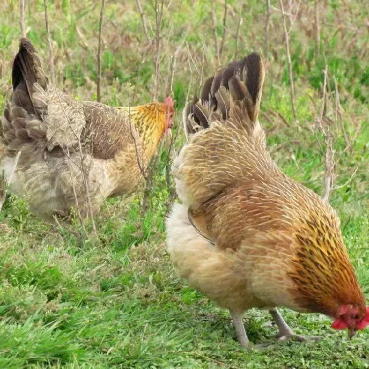青脚麻羽宠物鸡绿壳蛋鸡农家散养宠物鸡高产蛋