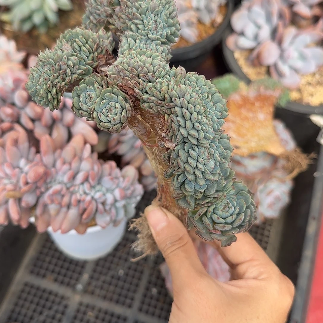 白胖子缀化一物一拍