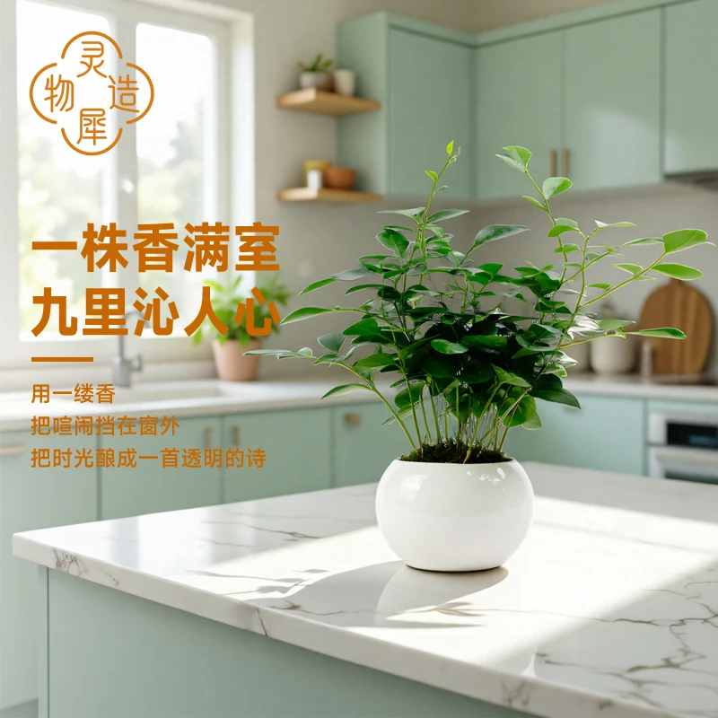 【灵犀物造】九里香盆栽室内办公桌面浓香四季开花常青绿植客厅绿植