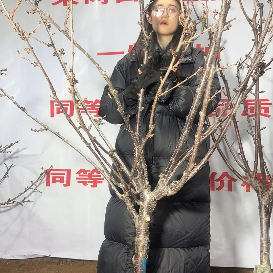 黑***斌车厘子一树一拍直播间