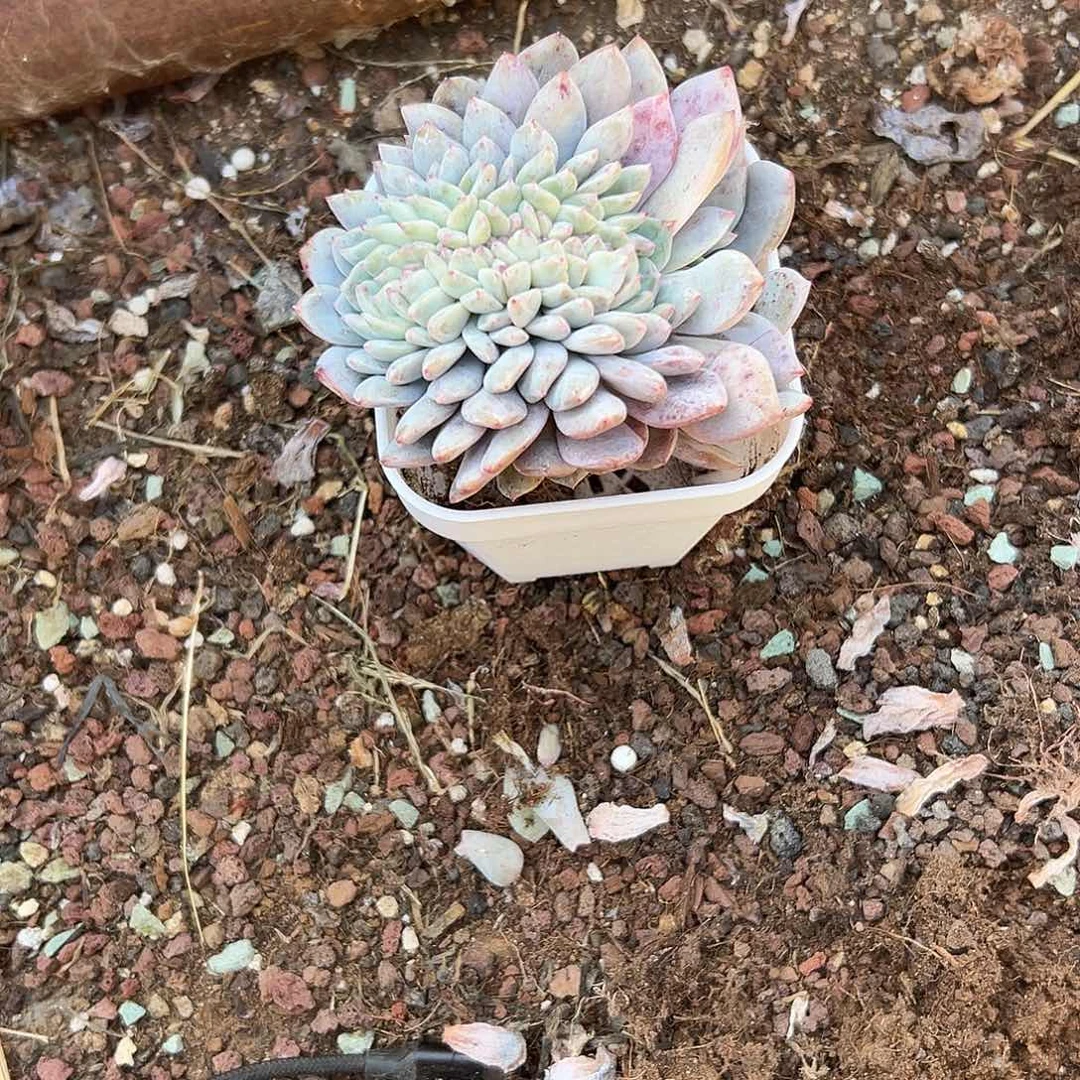 念***宝多肉植物一物一拍