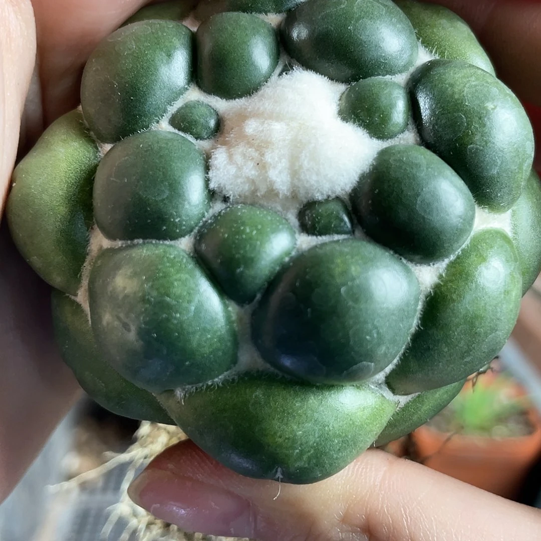 6.5cm自根蜘蛛眼萝卜根