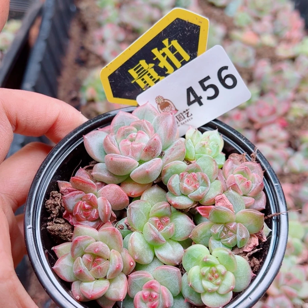 多肉植物多肉植物