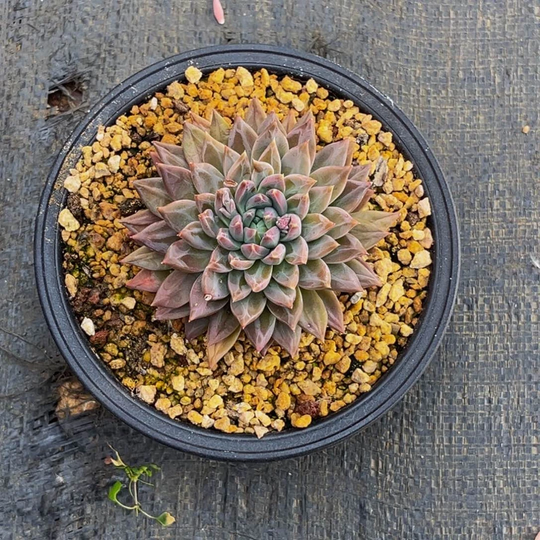 1510号上午多肉植物群生多肉植物