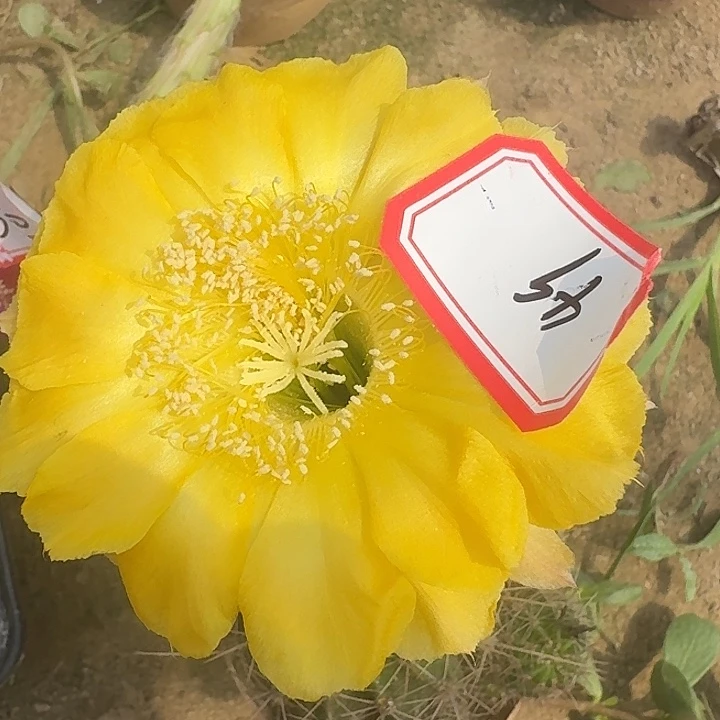 49 号实生彩草脱土发货