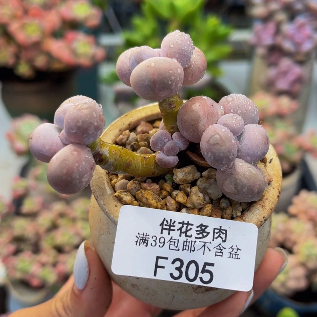 305-橙奶多肉5cm多肉