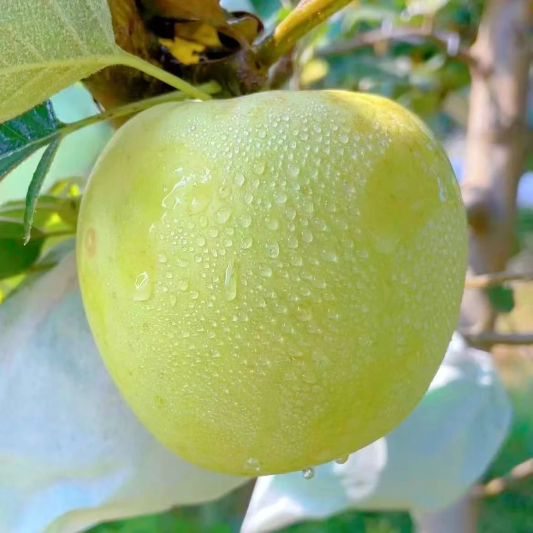 H 瑞雪苹果   脆甜清香  玫瑰花香 普通装