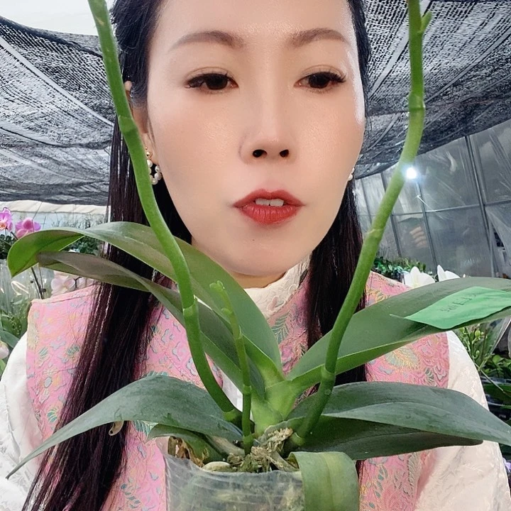 无花朵比自豪蝴蝶兰