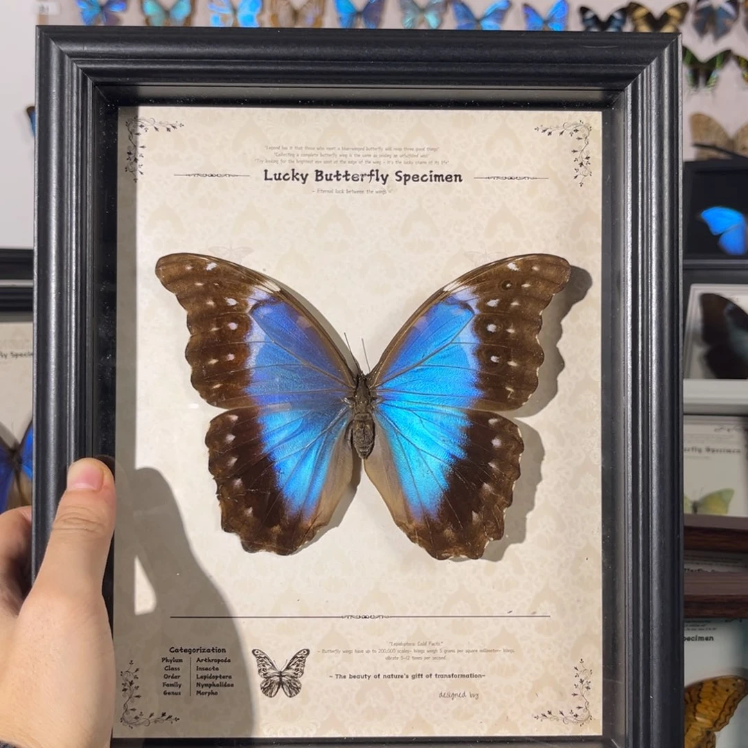 横款大型雌性A-大大蓝