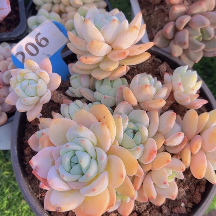 健健康康平平安安