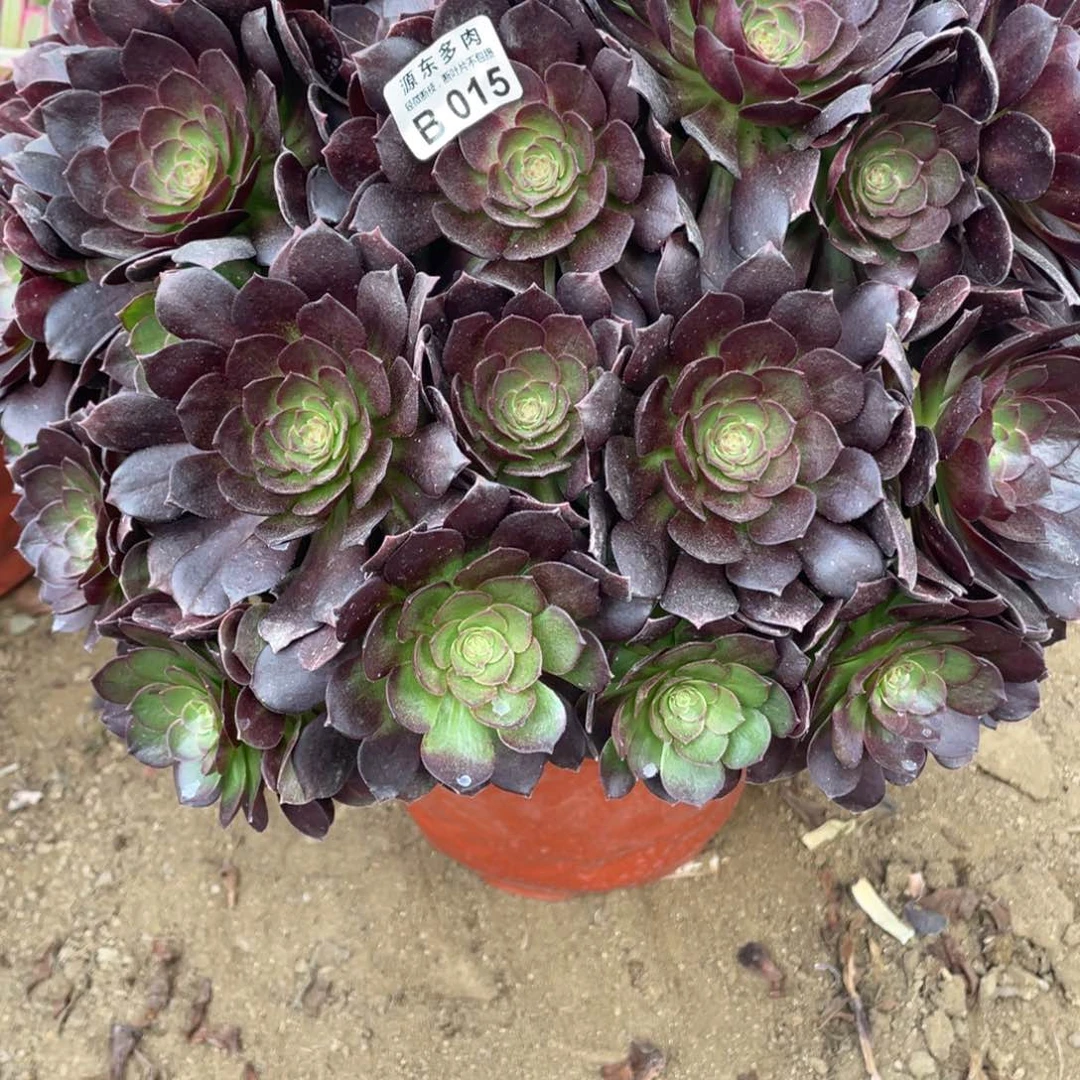 015黑美人多肉法师断枝不包