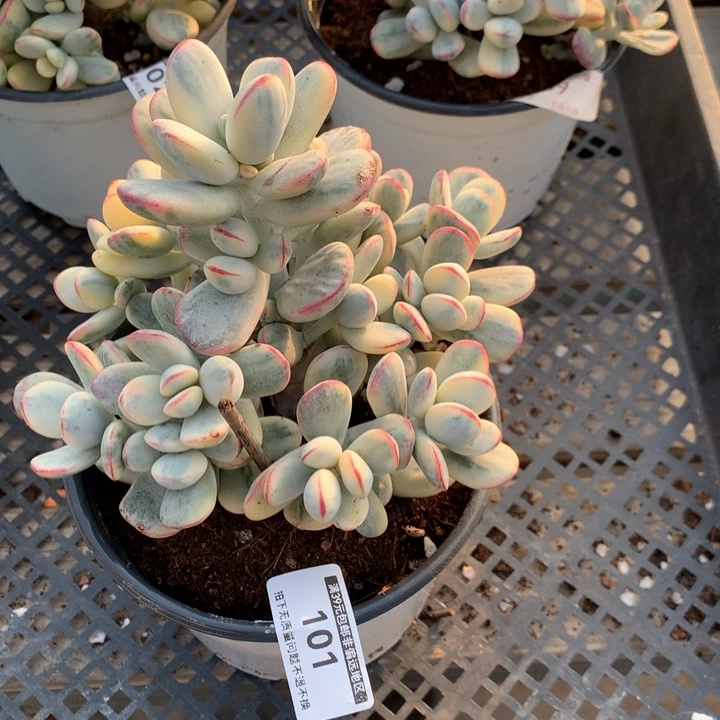 无花朵乒乓福娘锦101