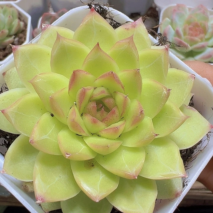 黄麦杆19包邮多肉植物