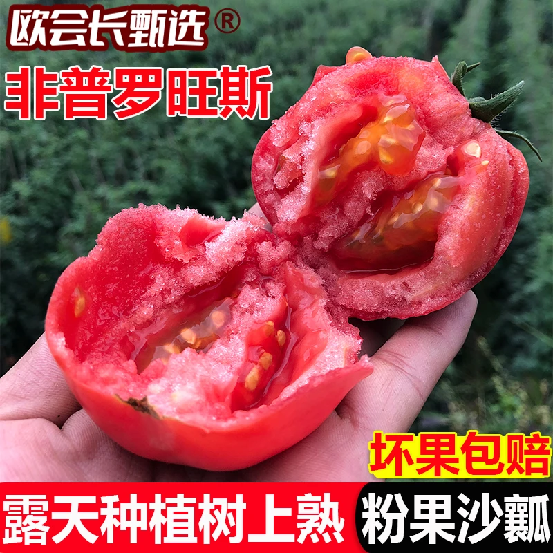 【助农专属】现摘攀枝花生吃沙瓤西红柿露天种植3斤5斤