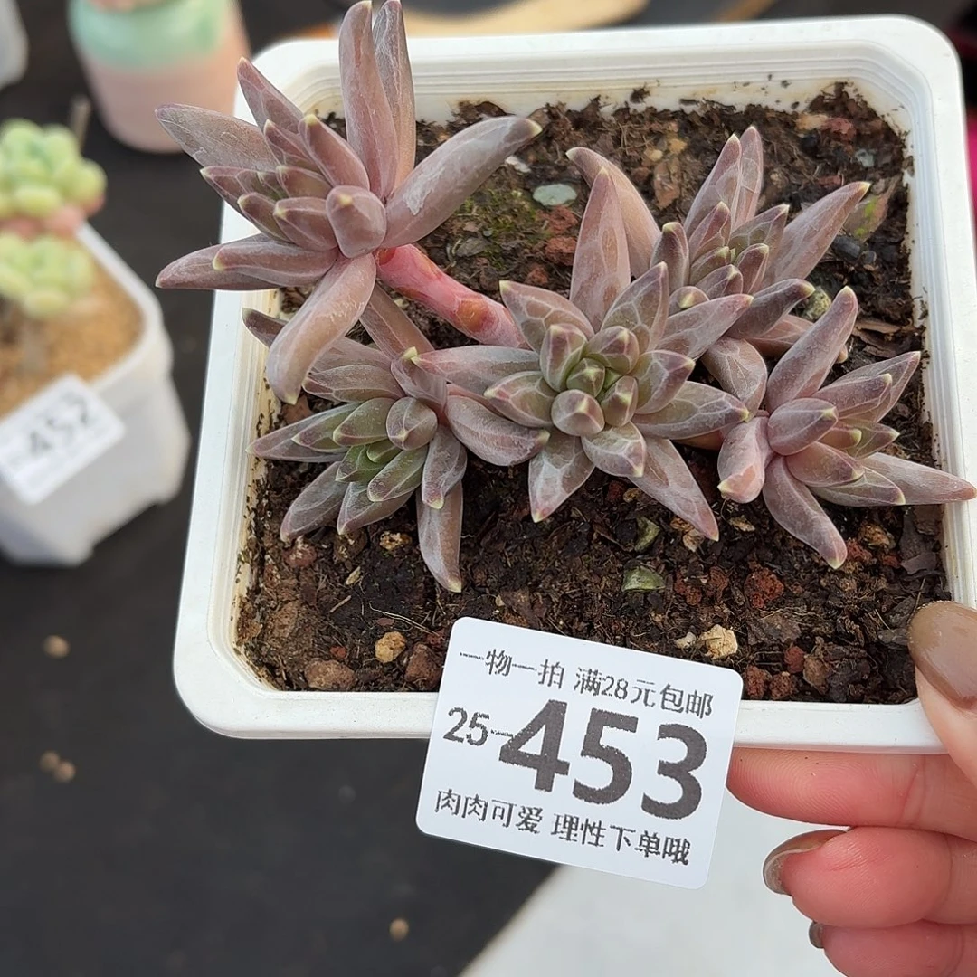 梵高美人无盆土发货土