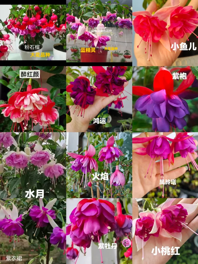 一物一拍倒挂金钟灯笼花