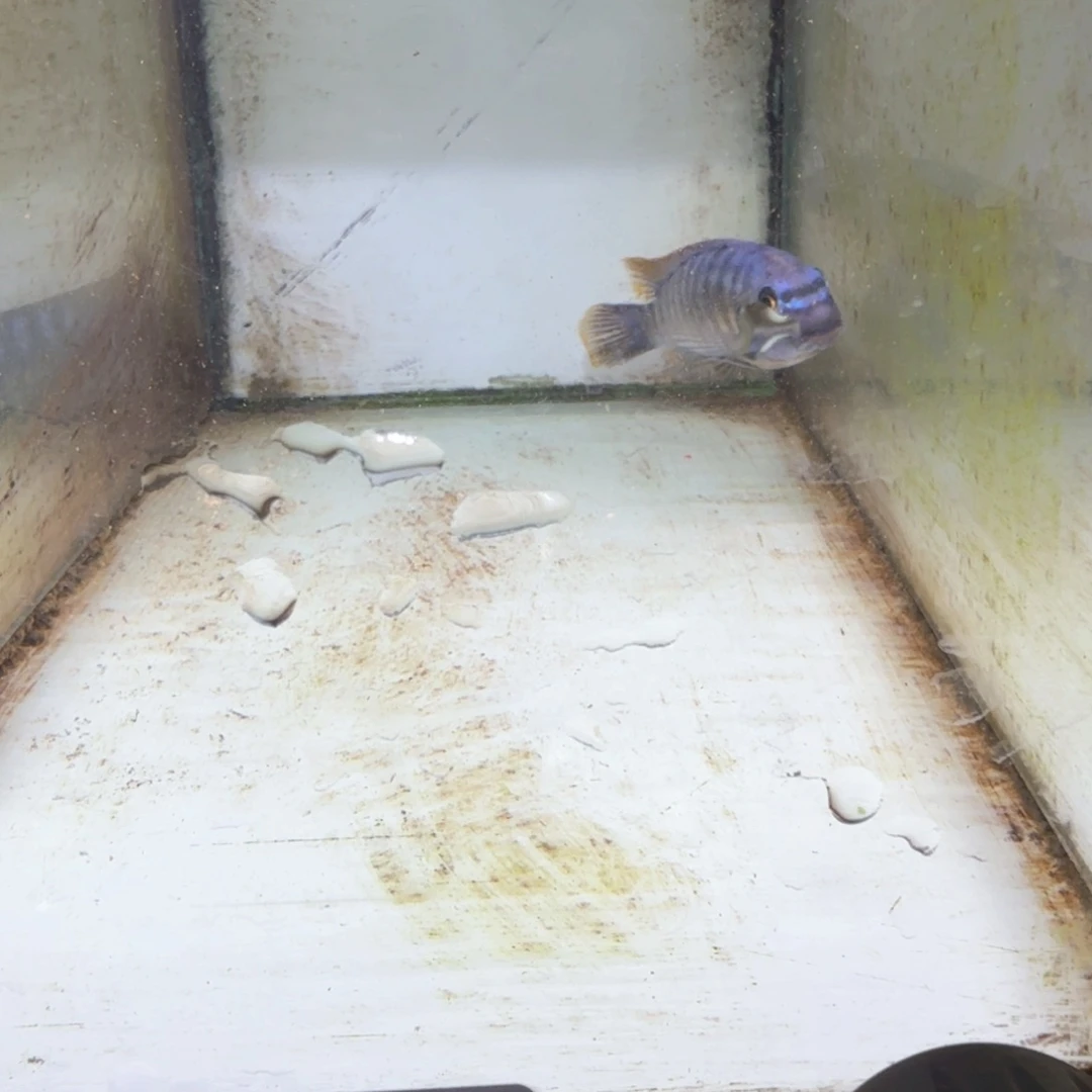 慈鲷鱼39号美系纳坎小丑