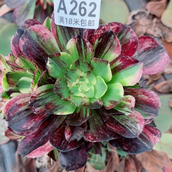 多肉法师伯爵多多