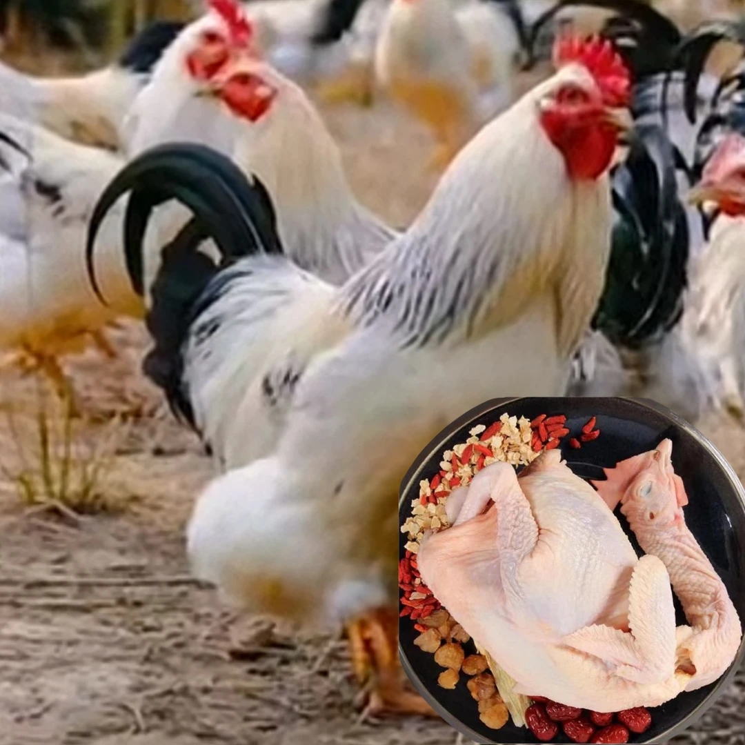 1只稻花阉鸡 山林散养260天 黑白花阉鸡 肉质鲜美生鲜鸡 顺丰包邮