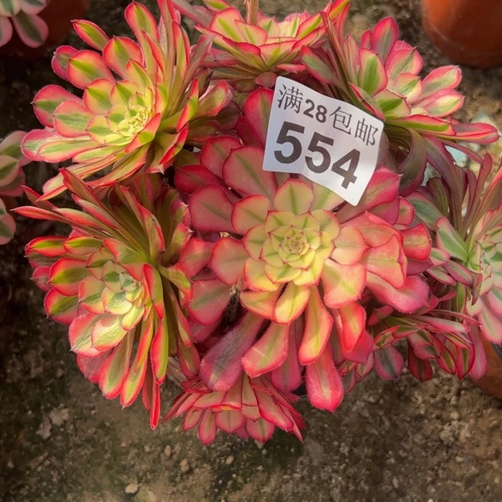 554同白多肉植物