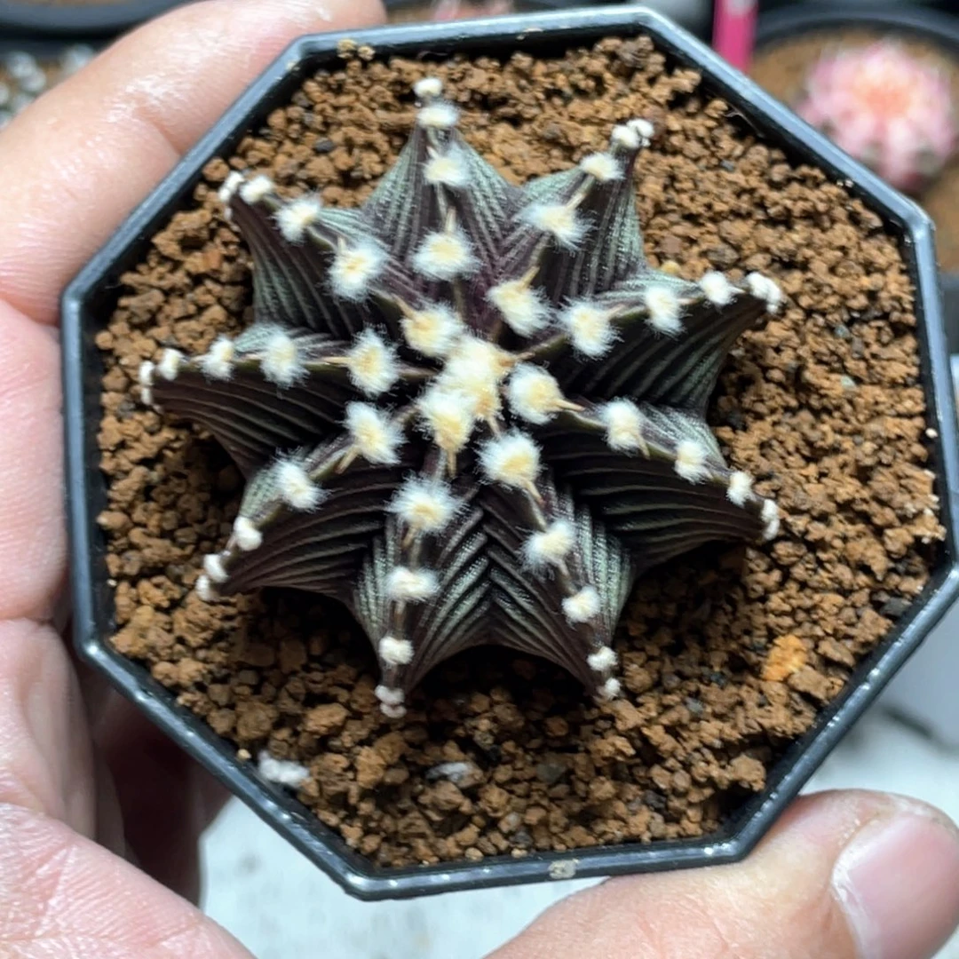 当前无花朵，栽培后可花朵高绒黑肋骨