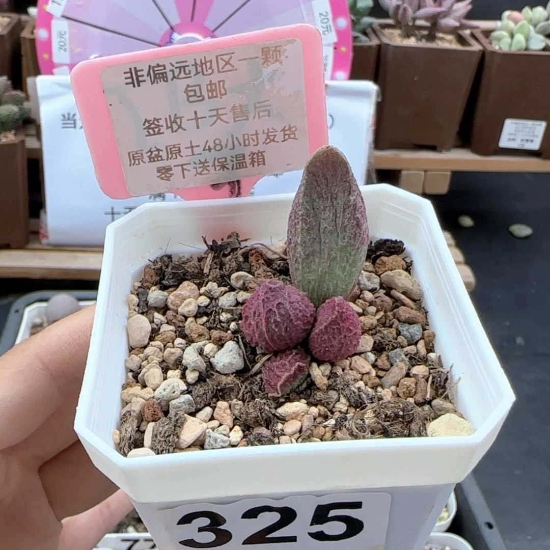 325巨猪宝多肉植物