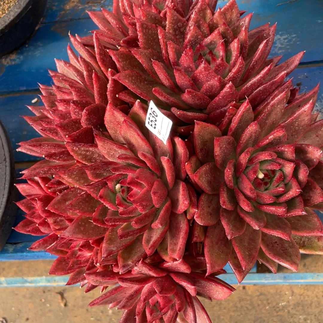 无花朵若如东云单拍E536