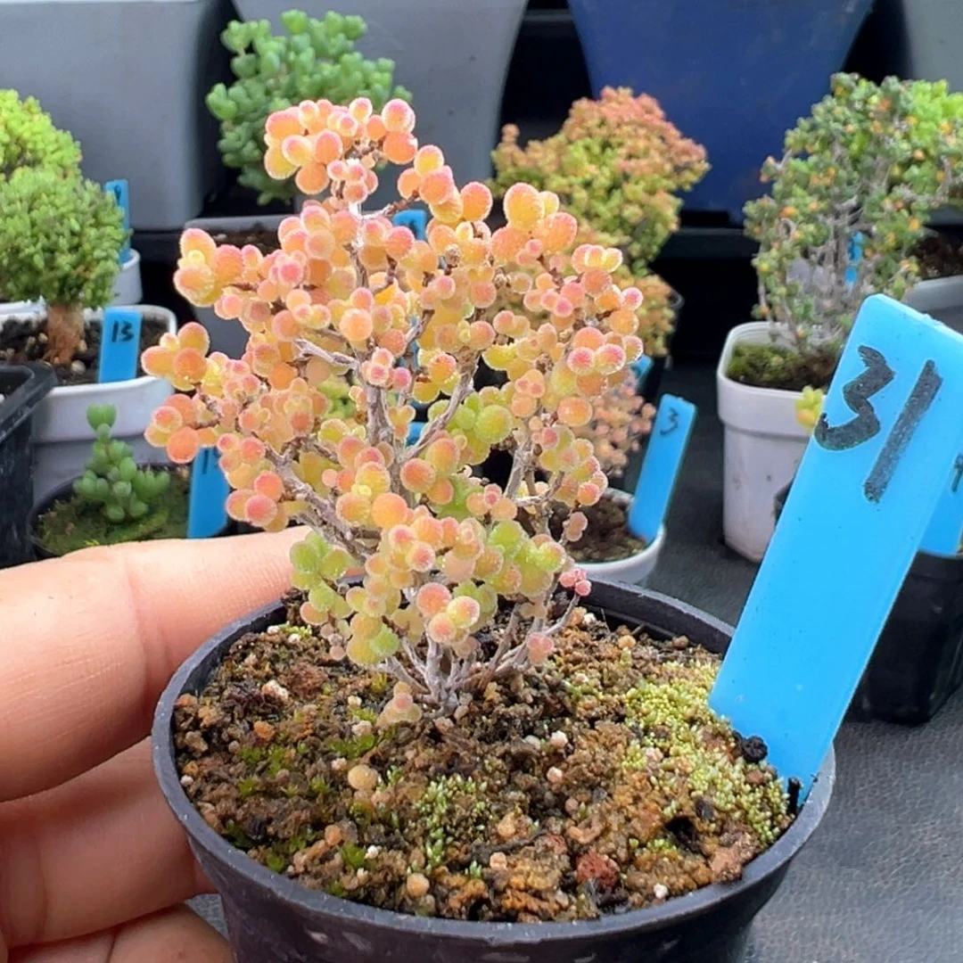精控蜜橘小树31号