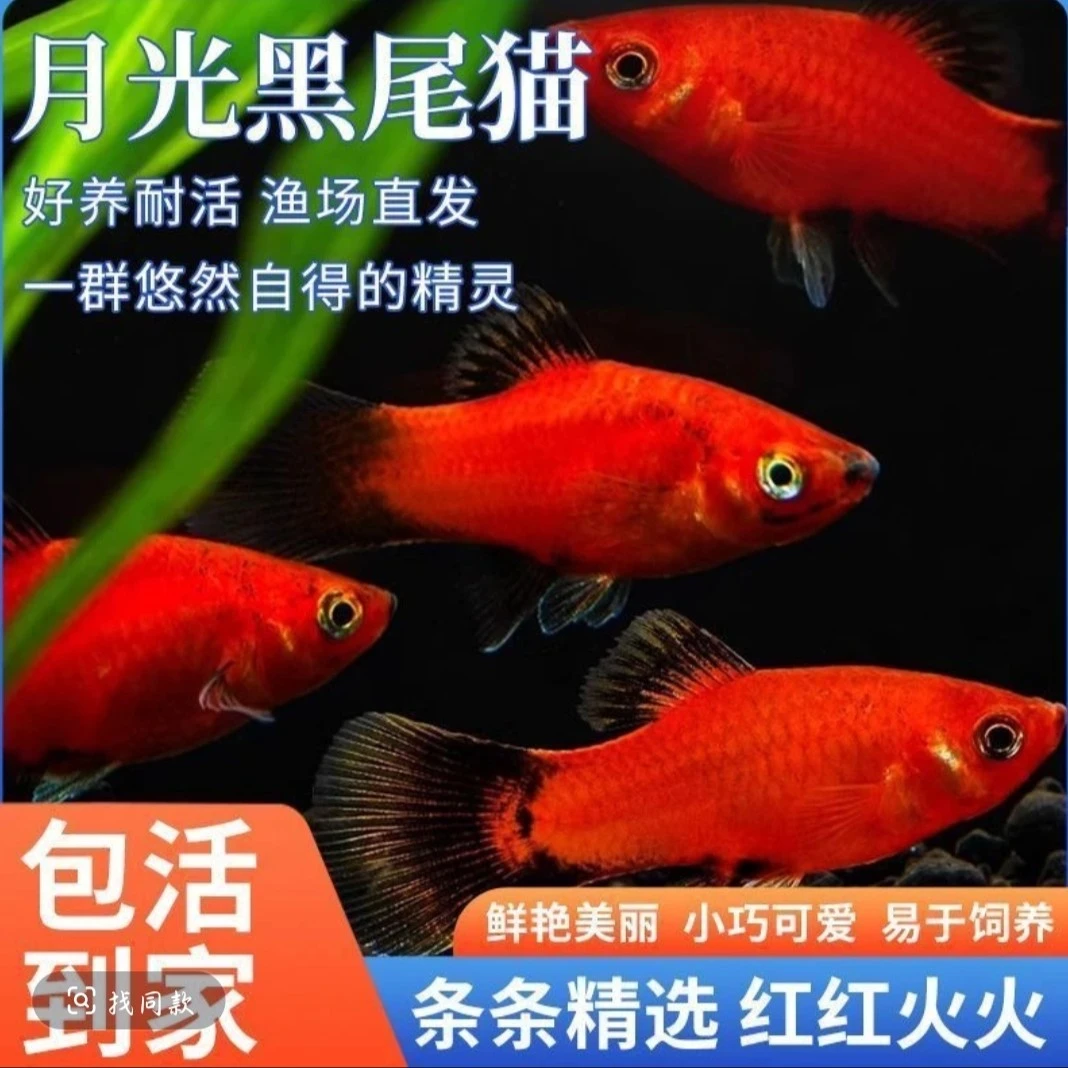 小型热带观赏鱼  月光黑尾猫米奇鱼  好养耐活(入缸后不包损)