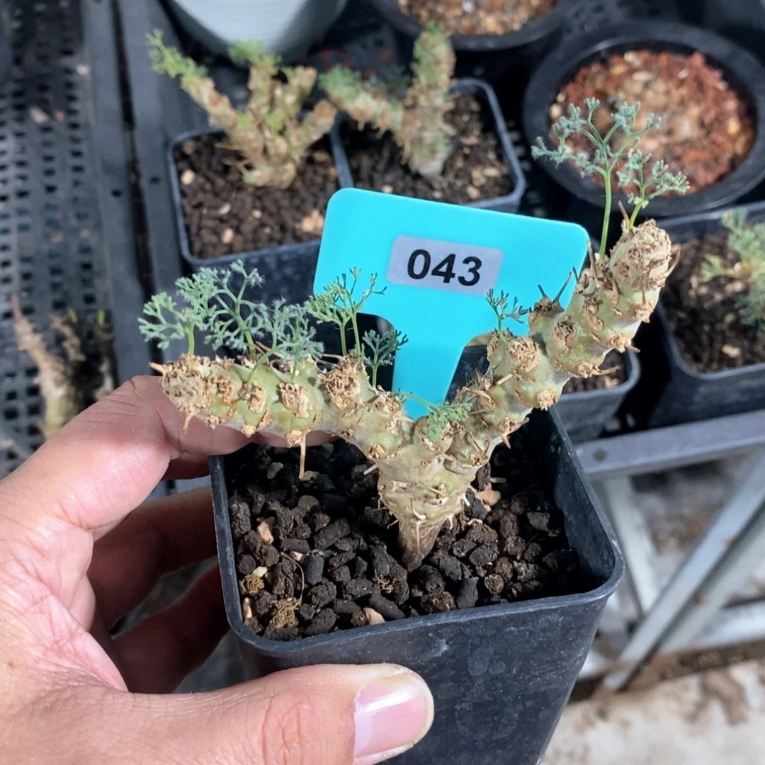 白皮越界多肉植物