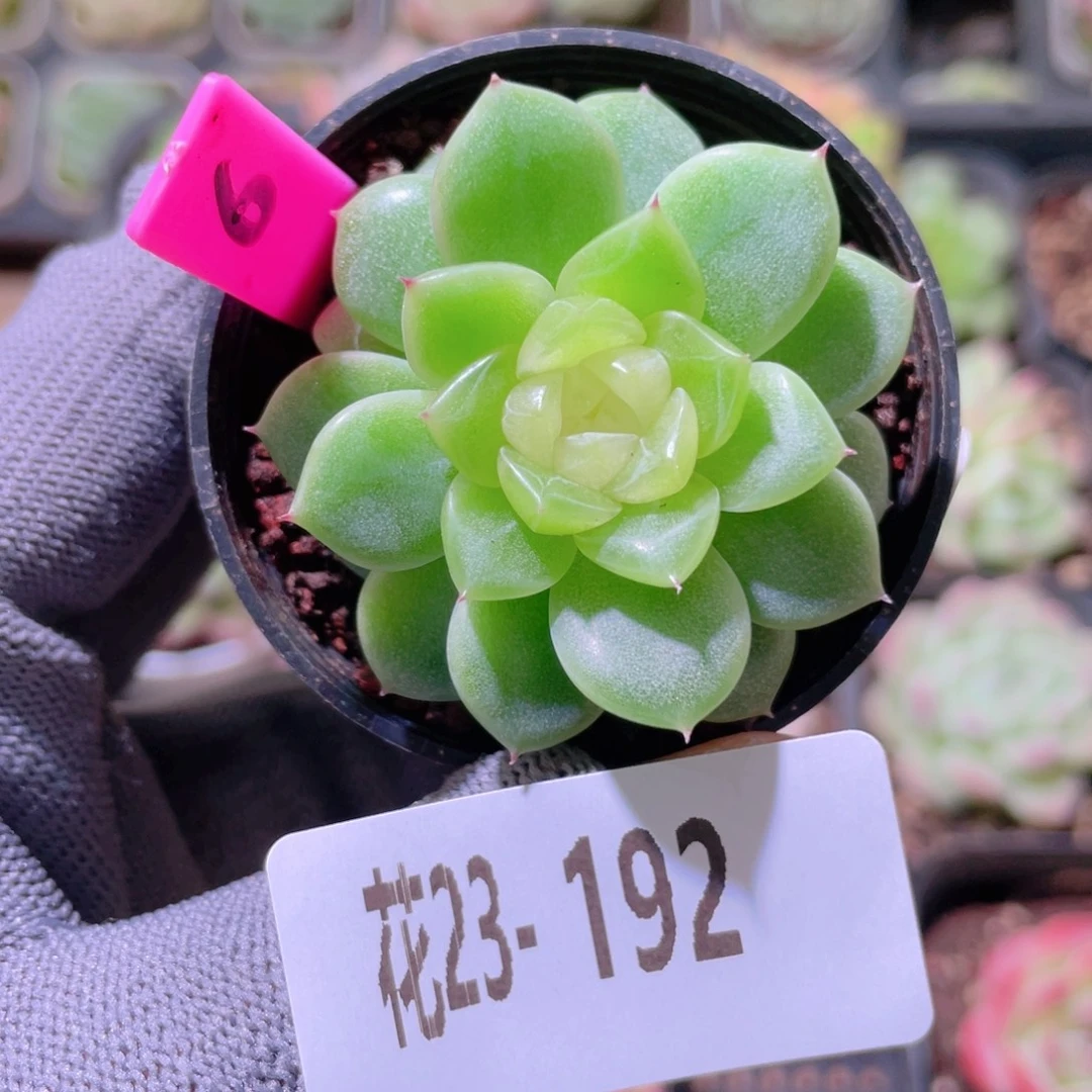 花利美23-192雾岚