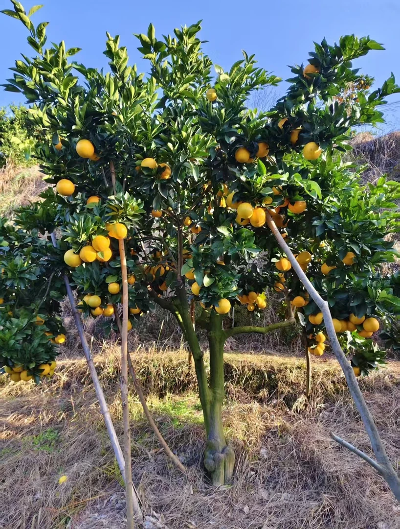 麻阳怀橘一号自家果园现摘现发不打蜡无添加纯甜无酸包邮新鲜送达