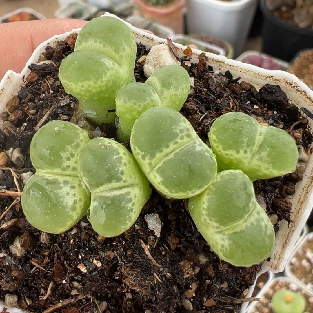 456。多肉植物盆栽栽培
