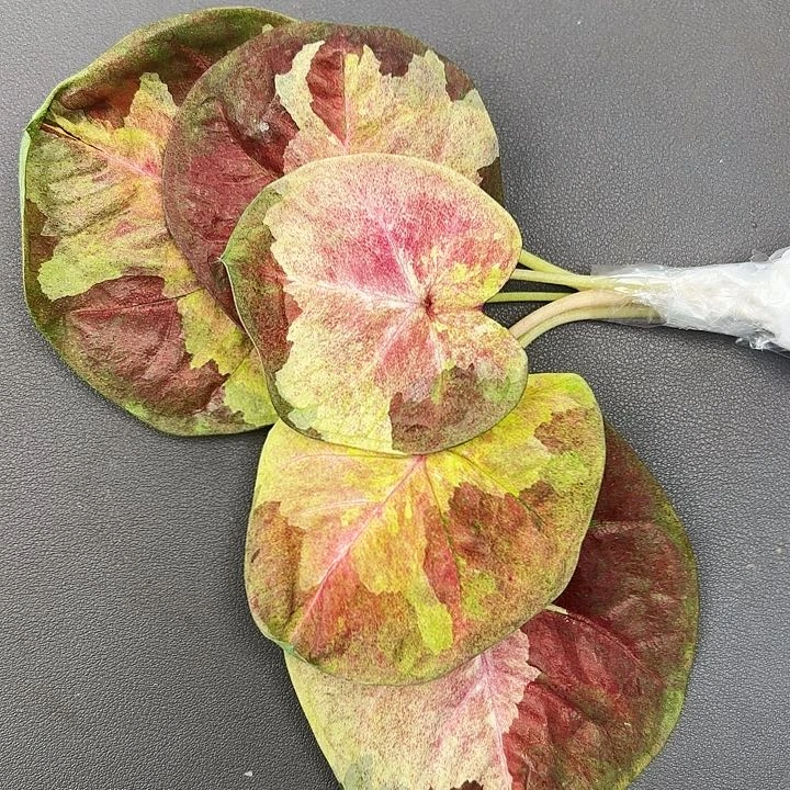 197-0704小黄人现货