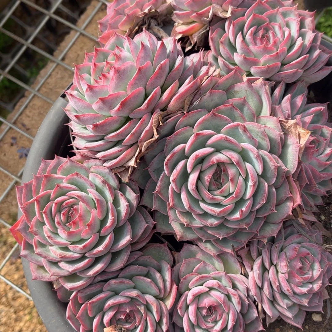 新疆西藏内蒙不发货，侧影不包整