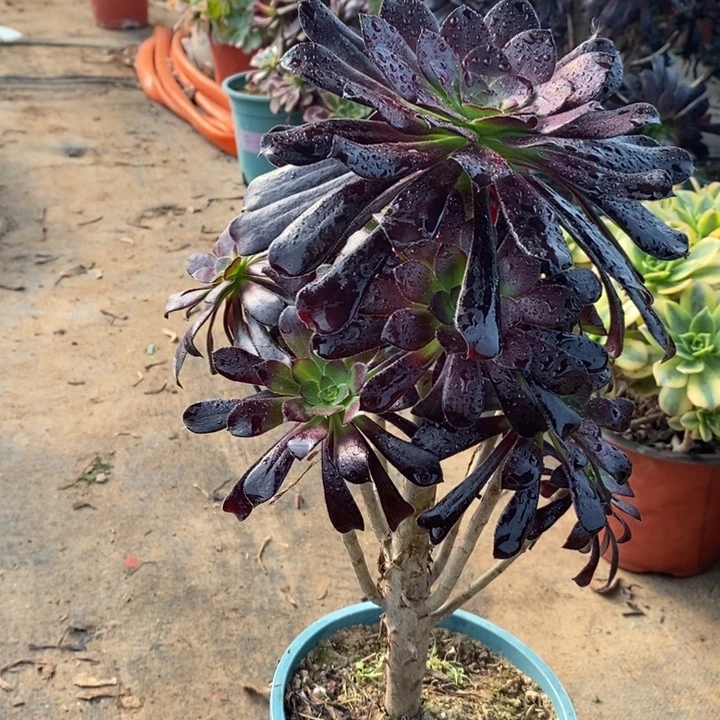 墨法34多肉植物法师法师