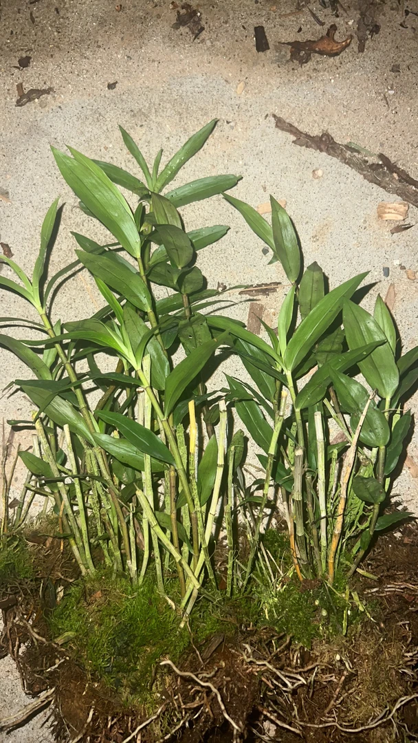 直播间定制花卉，收到货有瑕疵损伤属于正常，看好考虑好货品再下单