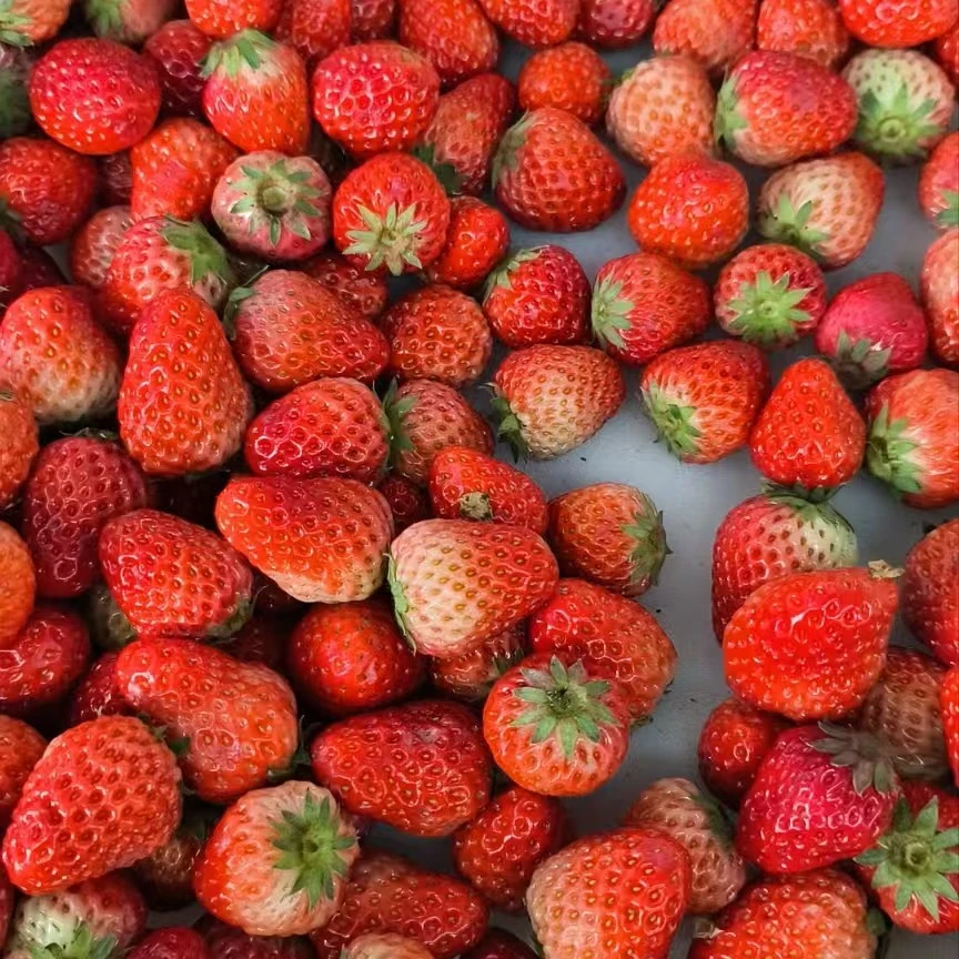 山东红颜草莓小果约500g(香甜)过夜不售后