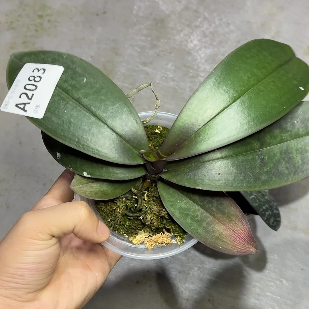 当前无花朵，栽培后可花朵A2083yss1195
