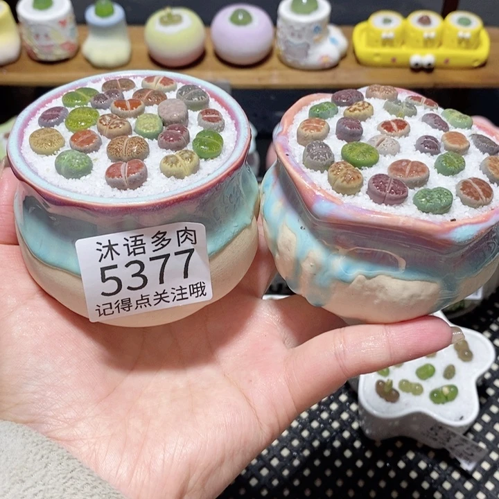 带盆土植物 一物一拍5377