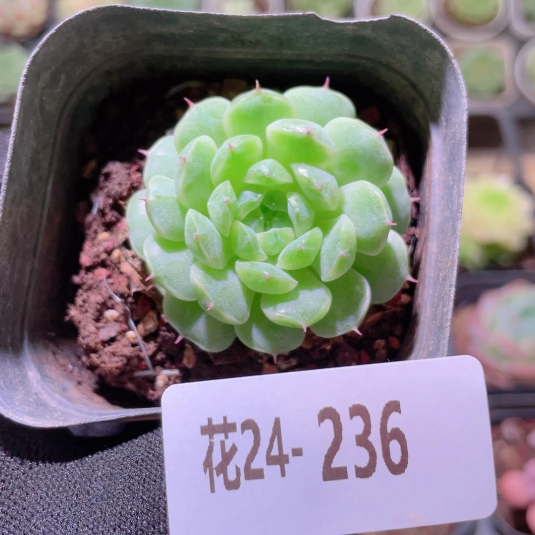 花利美24-236海王