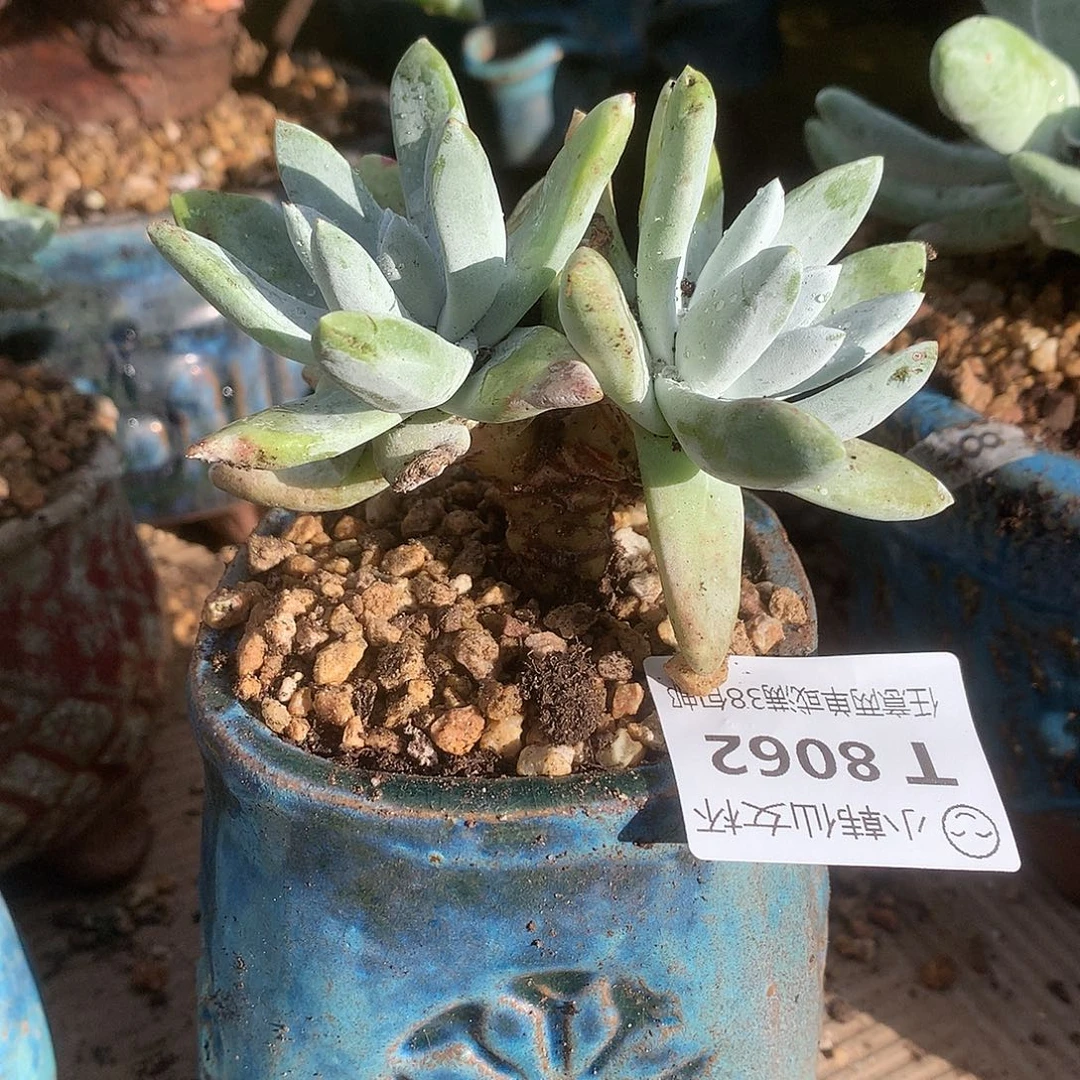 8062初霜苹果叶仙女杯