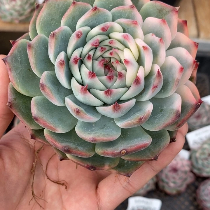 吉娃娃锦多肉植物A3208